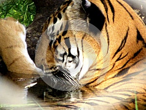 Royal Bengal tiger, india