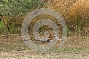 A royal bengal tiger lazing in the shade at Ranthambore National Park in Rajasthan