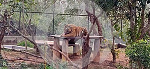 Royal bengal tiger at nandan can zoo in Bhubaneswar in india