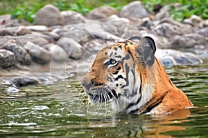 Royal Bengal Tiger, Panthera Tigris, bathing in water , India