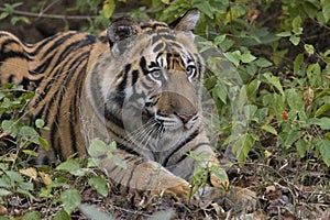 Royal Bengal Tiger, Panthera tigris, cub, Bandhavgarh Tiger Reserve