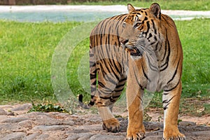 Royal Bengal Tiger Portrait