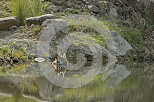 A Royal Bengal Tiger relaxing in the water