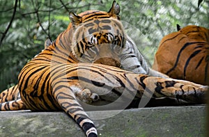 Royal Bengal Tiger Resting on the Platform