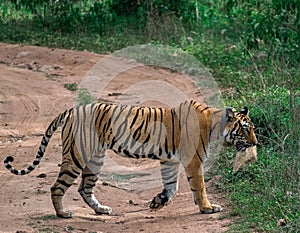 Royal bengal tiger on a royal evening walk