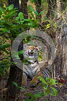 Royal bengal tiger showing dangerous canines