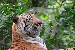 Royal Bengal Tiger Side Profile Head  Shot