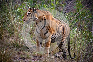 Royal Bengal Tiger Stalking for hunting in Satpura National Park, Madhya Pradesh, India