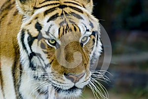 Royal bengal tiger with stare