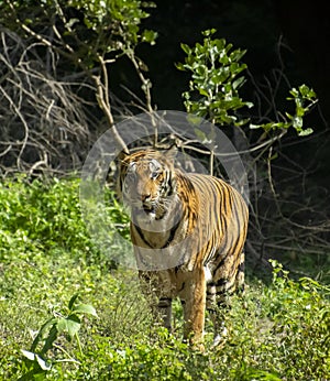 Indian Tiger or Royal Bengal Tiger Staring photo