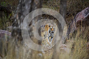 A royal bengal tiger on stroll for scent marking in his territory. A head on shot of a pregnant tigress at kanha national park