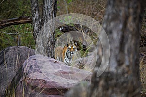 A royal bengal tiger on stroll for scent marking in his territory. A head on shot of a pregnant tigress at kanha national park