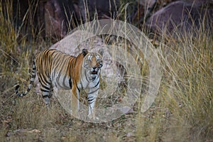 A royal bengal tiger on stroll for scent marking in his territory. A head on shot of a pregnant tigress at kanha national park