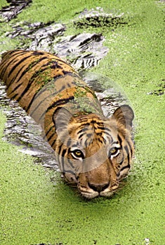 Royal Bengal Tiger swimming in water