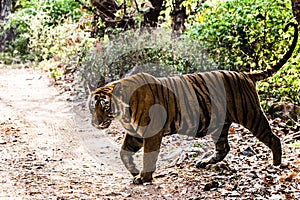 Royal Bengal Tiger T-24 Ustaad