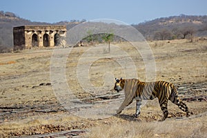 A Royal Bengal Tiger with landscape