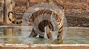 A Royal Bengal Tiger walking outside of water