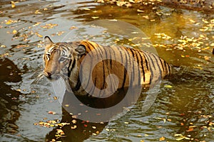 Royal Bengal Tiger in water