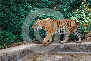 Royal Bengal Tiger in in Trivandrum, Thiruvananthapuram Zoo Kerala India photo