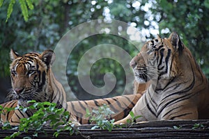 Royal Bengal Tigers