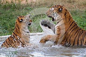 Royal Bengal Tigers Fighting photo