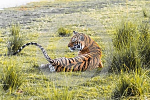 Royal Bengal Tigress named Krishna