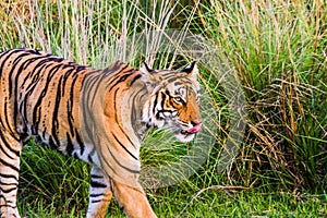 Royal Bengal Tigress named Krishna