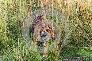 Royal Bengal Tigress named Krishna