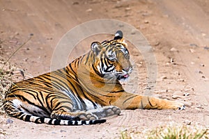 Royal Bengal Tigress Noor