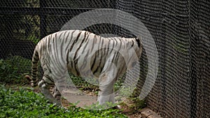 A Royal Bengal white tiger walking near the enclosure in a Zoo in India