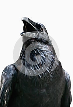 Royal black raven isolated on white background, Tower of London - UK