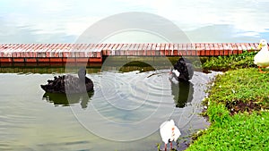 Royal black swan and duck in Lake Morton at city center of lakeland