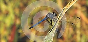 Royal Blue Dragonfly sitting on a leaf
