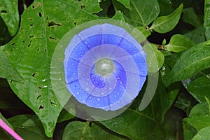 Royal blue flower
