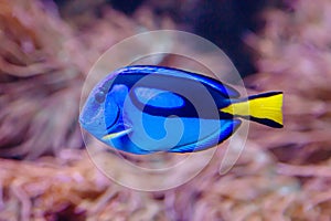 The Royal blue Surgeon fish (Latin Paracanthurus hepatus) is a bright blue color