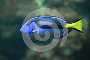 Royal blue tang