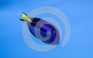 Royal Blue Tang photo