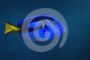 Royal Blue Tang - Marine Fish photo