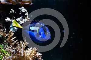 Royal blue tang swim and hide in Kenya tree soft coral, reef marine aquarium, fluorescent pet require experience, neon glow