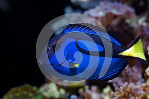 Royal blue tang swim and show natural behaviour in coral reef marine aquarium, fluorescent pet require experience