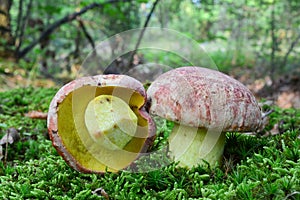 Royal bolete or Red-capped butter bolete in a moss