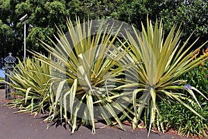 Royal Botanic Garden, Sydney