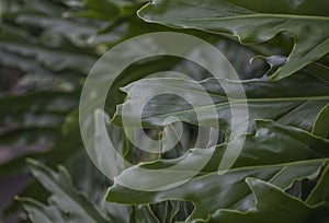 Royal Botanic Gardens, Kew - dark green leaves.