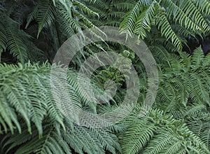 Royal Botanic Gardens, Kew - fern leaves.