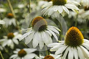 Royal Botanic Gardens, Kew, London - flowers with yellow centre.