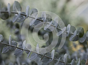 Royal Botanic Gardens, Kew, London - mishmash of leaves.