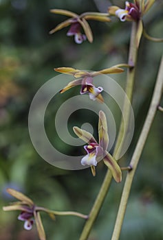 Royal Botanic Gardens, Kew, London - orchids.