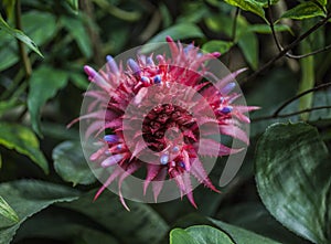 Royal Botanic Gardens, Kew, London -  pink and violet flowers.