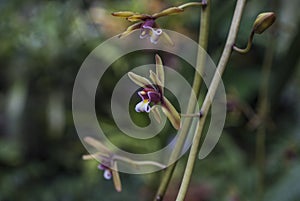 Royal Botanic Gardens, Kew, London - plants.