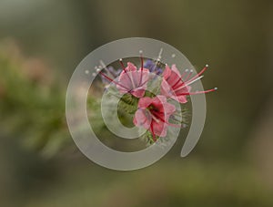 Royal Botanic Gardens, Kew, London - small, pink flowers.